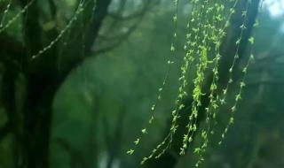 折柳送别的典故 折柳送别的典故