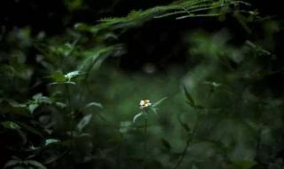 郑中基摄影作品