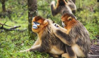 神农架野人图片