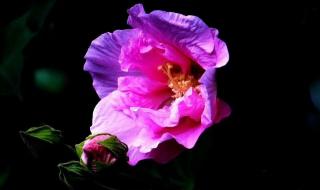 一朵花两朵花三朵花